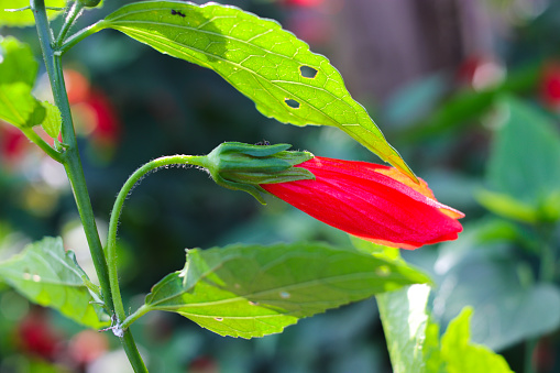 Close-up view of red wax mallow on tree in the garden. Wax mallow also known as Malvaviscus arboreus, sleeping hibiscus, manzanilla, manzanita, and ladies teardrop plant.