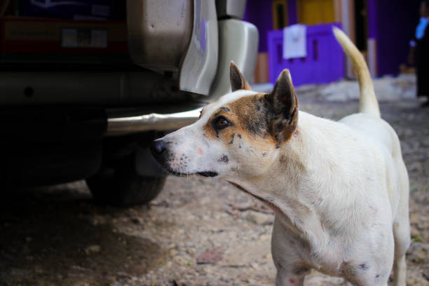 istock Indonesia local dog 1438191182