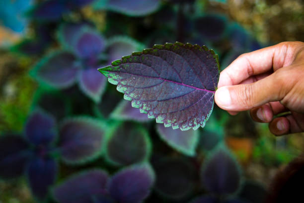 Hand holding coleus leaf in the backyard. Coleus plant also known as Miana, iler, or jawer kotok that was one of popular medicinal plant in Indonesia.