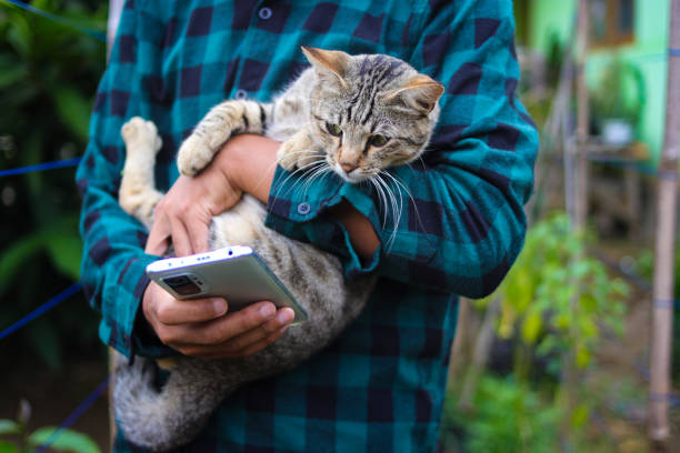 istock Stay cat with phone 1438191896