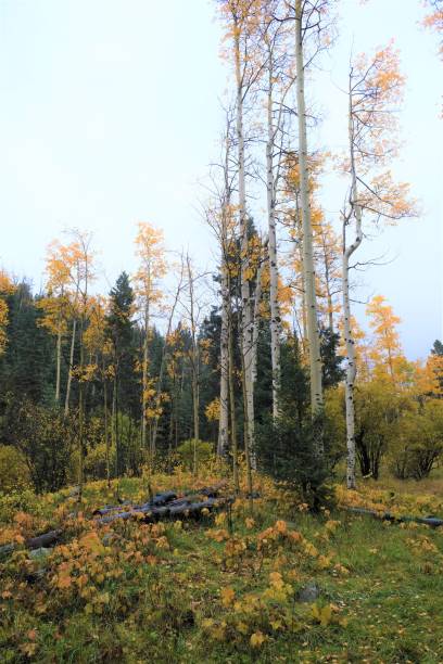 istock Sangre de Cristo Mtns Aspen fall colors 1438192449