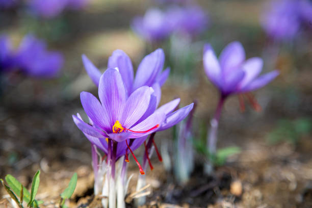 Saffron flowers on field. Crocus sativus blossoming purple plant on ground, close up view. Harvest collection season