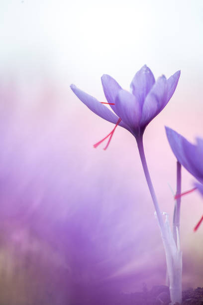 Saffron flowers on field. Crocus sativus blossoming purple plant on ground, close up view. Harvest collection season