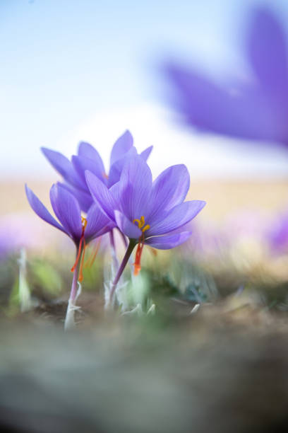 istock Saffron flower on ground, crocus purple blooming field, harvest collection 1438192523