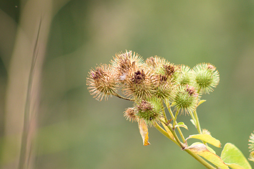 Closeup of lesser burdock green seeds with blurred background