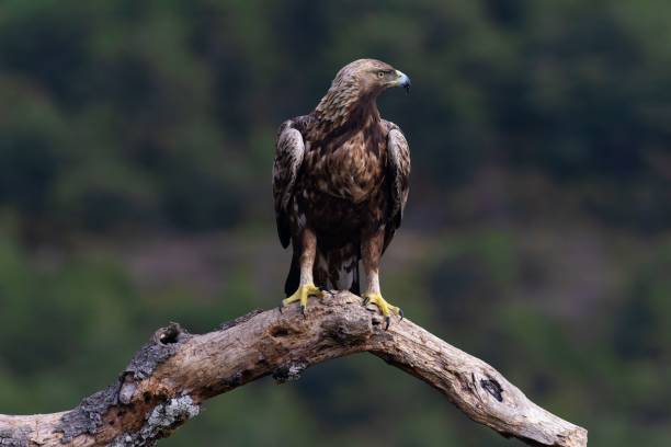 istock Selective focus shot of a golden eagle (Aquila chrysaetos) perched on a branch 1438194023