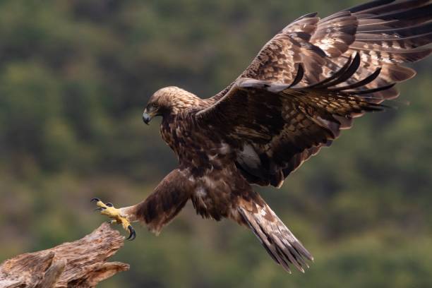 istock Selective focus shot of a golden eagle (Aquila chrysaetos) 1438194024