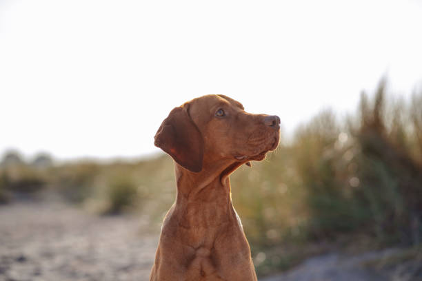 Vizsla dog enjoying the smell of the wind at the beach