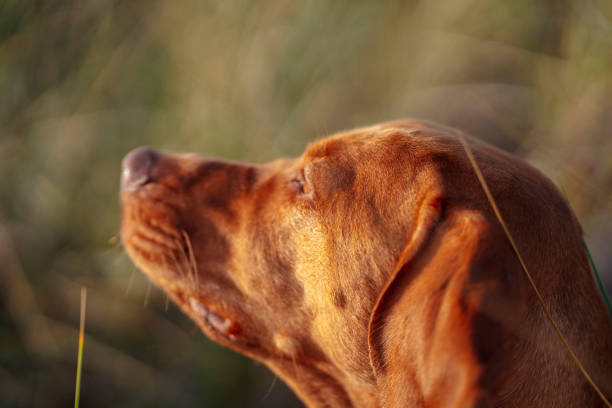 istock Head of a vizsla dog 1438194150