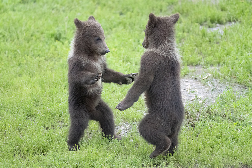 Two Alaska brown bear cubs looking at the viewer at McNeil River State Game Sanctuary