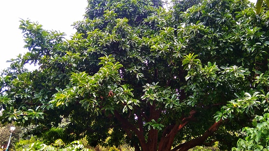 Dillenia indica. Elephant apple tree