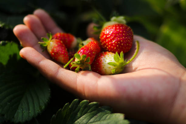 istock Hand holding strawberries in the garden 1438197497