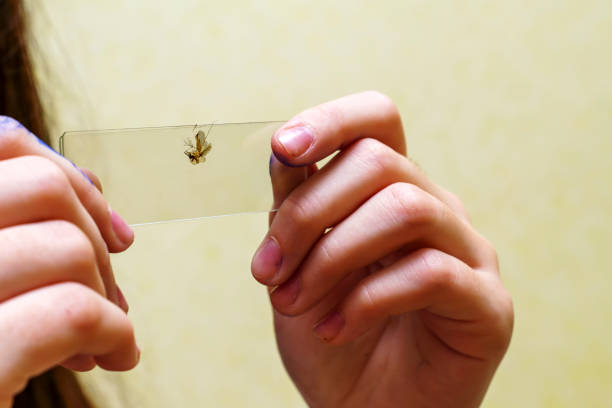 istock Crushed mosquito on microscope glass in the hands of a child 1438197716