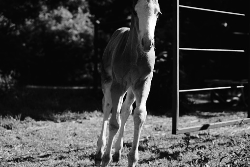 Grazing white Horse in black and white