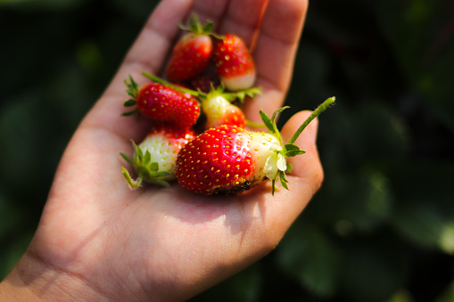 Hand holding a group of bad quality of strawberry in Indonesia Strawberry Garden.