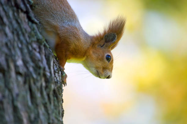 istock squirrel in the park on a tree. animals in nature 1438198178