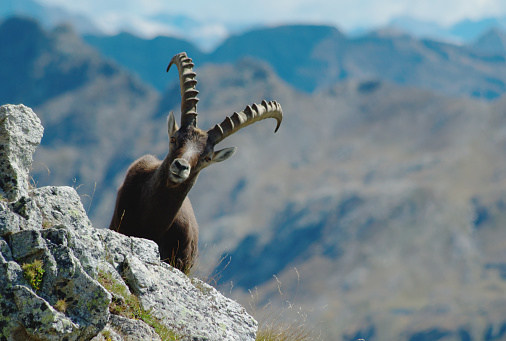 Capra ibex, commonly known as Alpine ibex