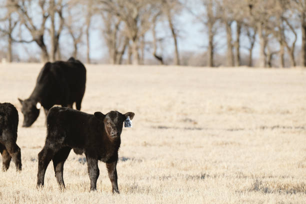 black angus beef calf on Texas cattle ranch.