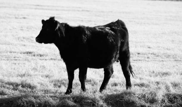istock Black angus cow closeup on beef ranch 1438199335