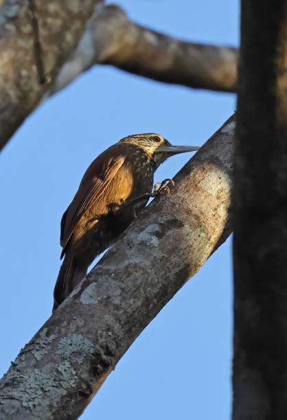istock Straight-billed Woodcreeper 1438199510