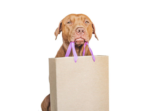 istock Lovable, pretty brown puppy and shopping bag 1438199535