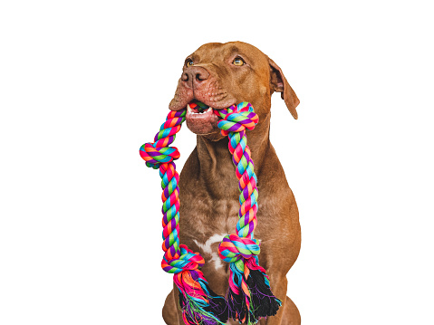 Lovable, pretty puppy and play rope. Close-up, indoors. Studio photo. Concept of care, education, obedience training and raising pet