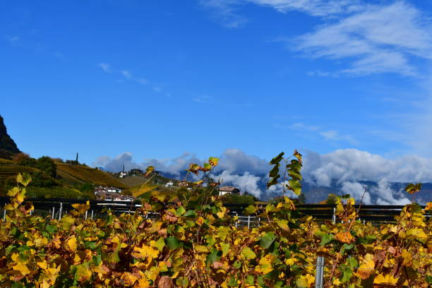 istock Vineyards and mountains around Caldaro in Southtyrol 1438199949