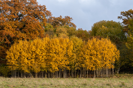 The breathtaking autumnal trees on the hill