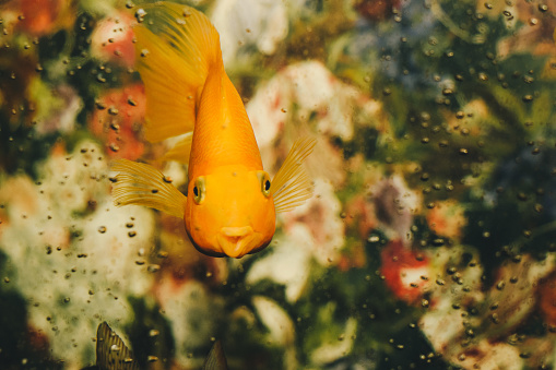 Goldfish stock photo