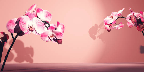 istock Pink orchid flowers in a minimal room - 3D 1438202235