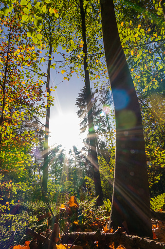 Beautiful rays of sunlight through colorful leaves in natural woodland in the early morning make the beginning of the day a romantic time with the relaxing atmosphere of autumn and fall in urban parks
