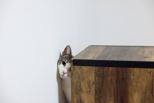 Portrait of domestic cat hiding between wall and shelf