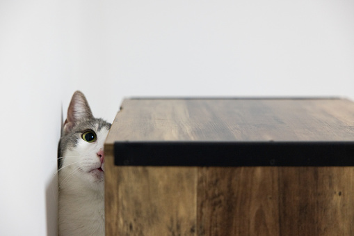 Portrait of domestic cat stuck between wall and shelf