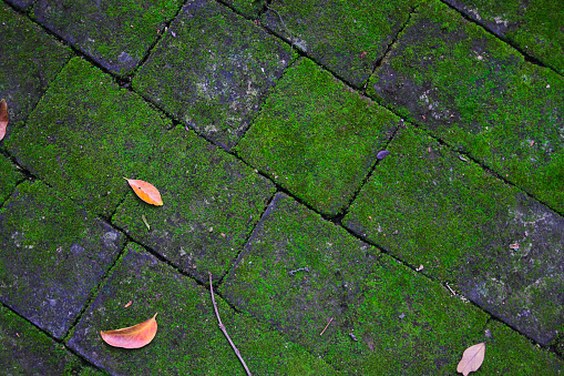 Weathered pavement tiles with full of moss and grass