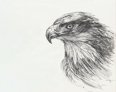 Eagle drawing with a black pen. Portrait of a proud bird on paper. Author's illustration. Beautiful birds quick sketch by hand. Drawing for the design of books, notebooks, printed products. Copy space