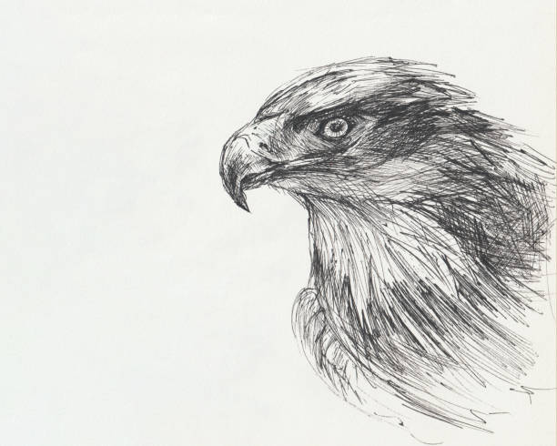 Eagle drawing with a black pen. Eagle drawing with a black pen. Portrait of a proud bird on paper. Author's illustration. Beautiful birds quick sketch by hand. Drawing for the design of books, notebooks, printed products. Copy space pencil drawing stock illustrations