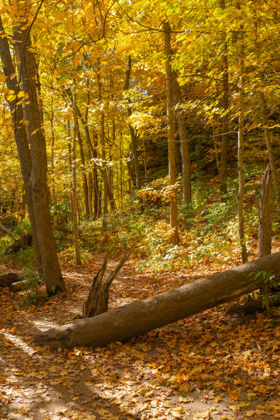 istock Autumn in Illinois Canyon. 1438204180