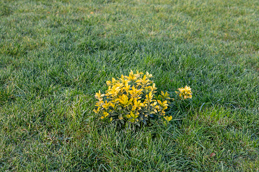 Arnica chamissonis foliosa yellow flowers