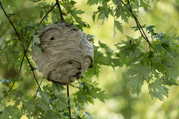 istock Low angle shot of hornet's nest on a tree 1438204622