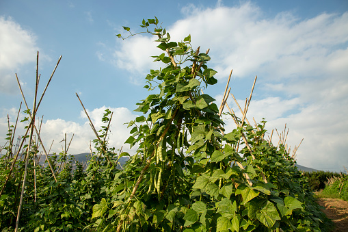 bean field and beans on green background