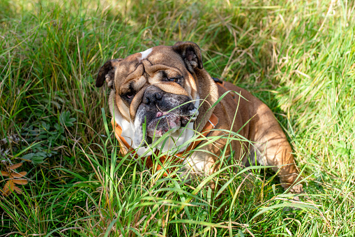 Funny Red English British Bulldog Dog out for a walk looking up sitting in the grass on sunny day