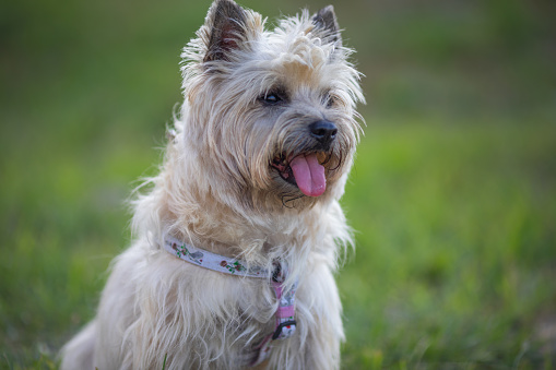 Portrait of a Cairn Terrier in nature
