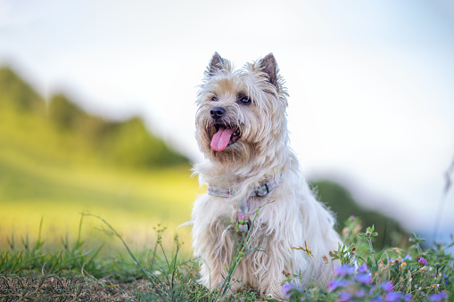 Dog breed Yorkshire Terrier stands in the park
