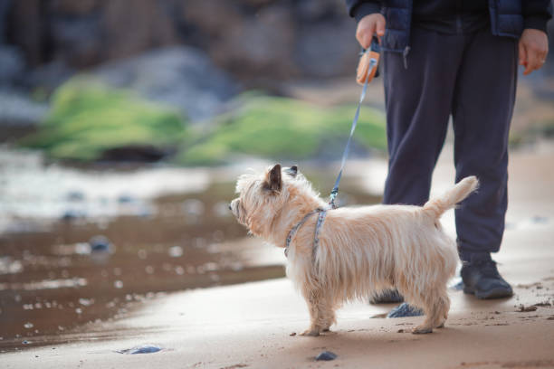 istock Man walks on the beach with a dog 1438206325