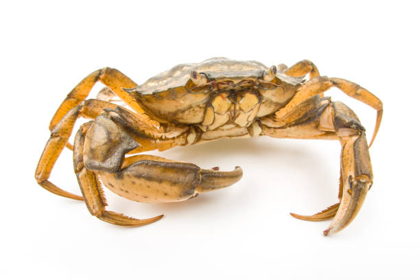 istock Yellow sea crab on a white background. 1438207250