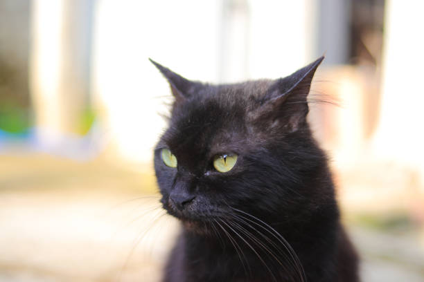istock Black cat in the yard 1438207479