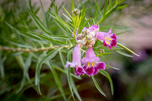 Chilopsis or the  Chilopsis linearis. It is known as desert willow or desert-willow, because of its willow-like leaves. Instead it is a member of the catalpa family.