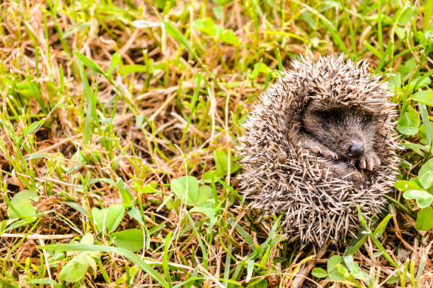 istock European Hedgehog Mammal Animal 1438207830