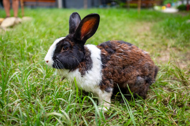 istock Domestic Pet Rabbit in Green Grass 1438209584