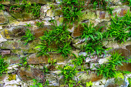 A closeup shot of stone wall with greenery